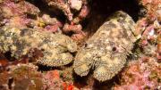 A slipper lobster in the wild